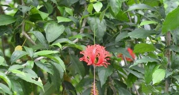 扶桑花生长的适宜光照条件（阳光和阴凉哪个更适合扶桑花生长）