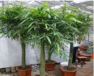 佛肚竹盆栽的选择与养护（如何选择合适的盆和土壤）