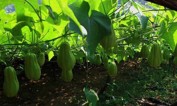 佛手瓜的种植与养护（如何在家中种植佛手瓜）