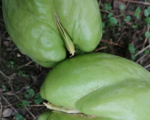 佛手瓜种子的收获和保存方法（如何保证下一季佛手瓜的高质量生长）