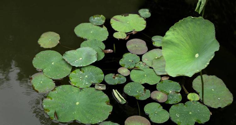 浮萍之奇异开花（探寻浮萍的开花之谜）