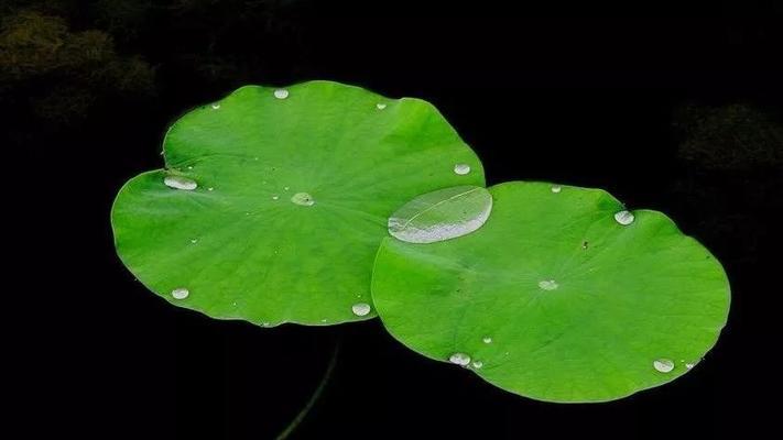 一年内浮萍生长速度快慢（探究浮萍生长速度）