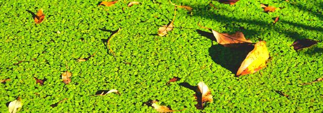 浮萍——一种特殊的水生植物（探究浮萍的植物学特征及其在生态环境中的作用）