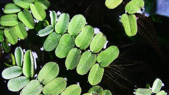 解读浮萍——一种特殊的藻类植物（探寻浮萍的生态特征和生命力（）