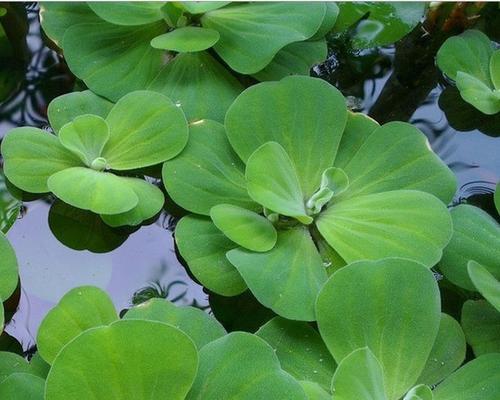 解读浮萍——一种特殊的藻类植物（探寻浮萍的生态特征和生命力（）