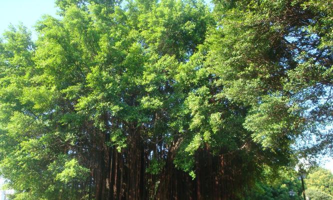 福州市的市树——榕树（探寻福州市的标志性植物）