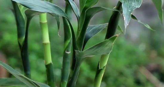 富贵竹的生长环境与条件（了解富贵竹）