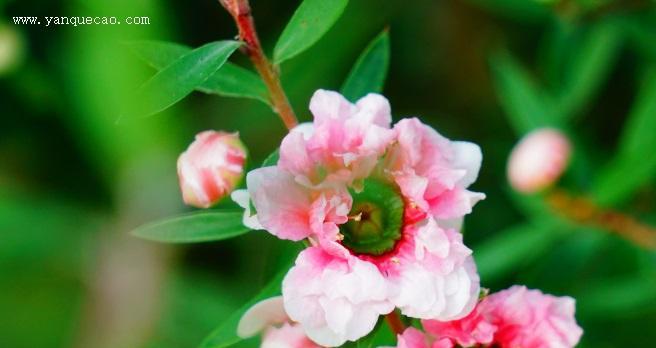 花开寄托——以松红梅的花语为主题（古朴坚韧）