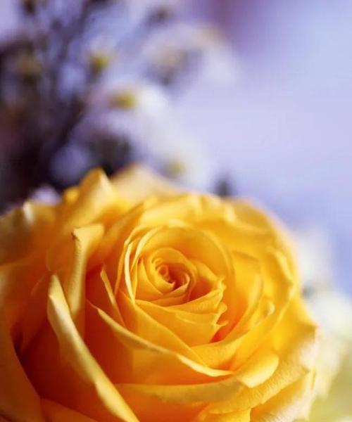 黄玫瑰的象征意义（探究黄玫瑰所代表的情感和意义）
