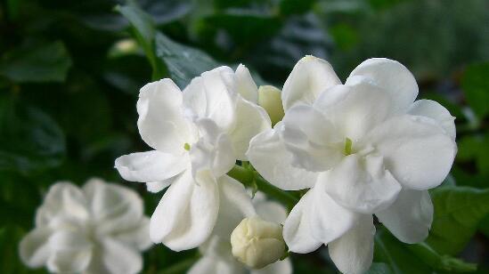 送茉莉花的含义及象征（探索茉莉花作为礼物的文化涵义）