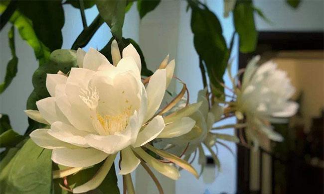 昙花（以昙花花语诠释生命无常的哲理）