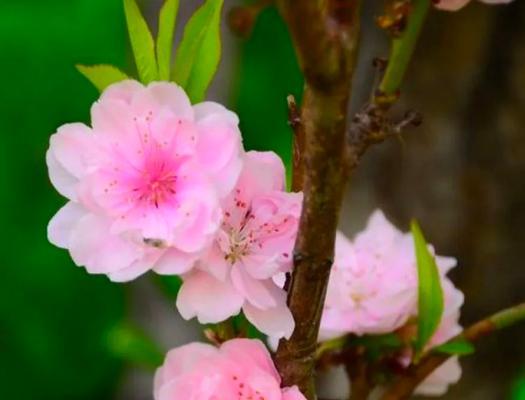 桃花（桃花花语之解读与传说）