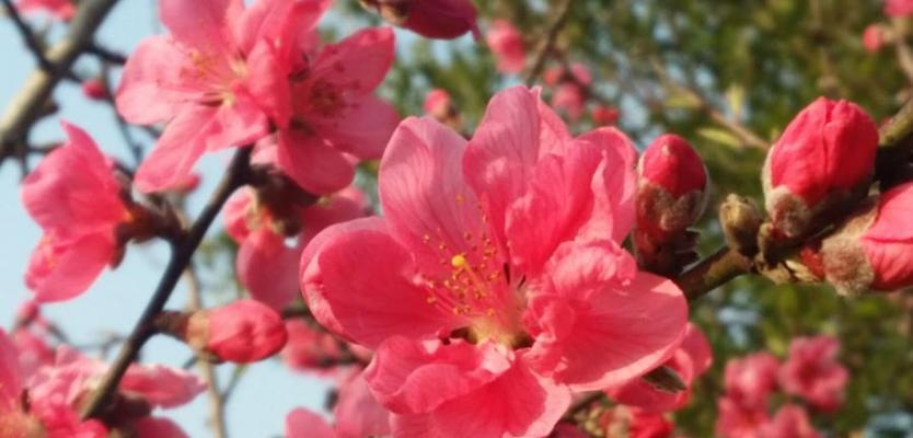 桃花的花语与寓意（绽放如诗如画的桃花给人们带来的美好祝福与愿望）