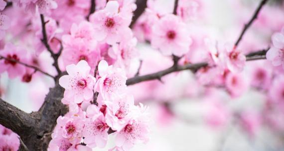 桃花的花语与寓意（探寻桃花的秘密与象征意义）