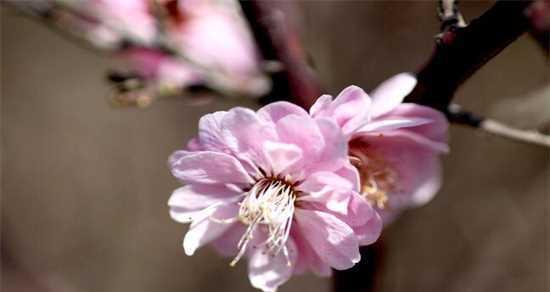 桃花花语的意义与象征——桃花开放的美丽（探寻桃花花语背后的深层含义）