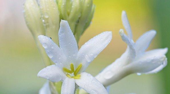 晚香玉花的寓意及象征意义（揭示晚香玉花的神秘之美与人生哲理）