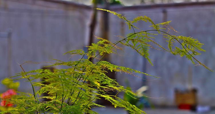 文竹花语与故事（探寻文竹的花语之美）