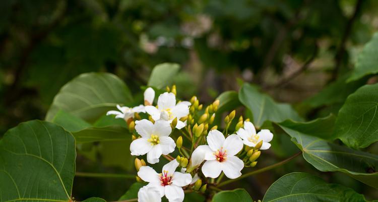 梧桐花的花语与传说（梧桐花的神秘象征与寓意）