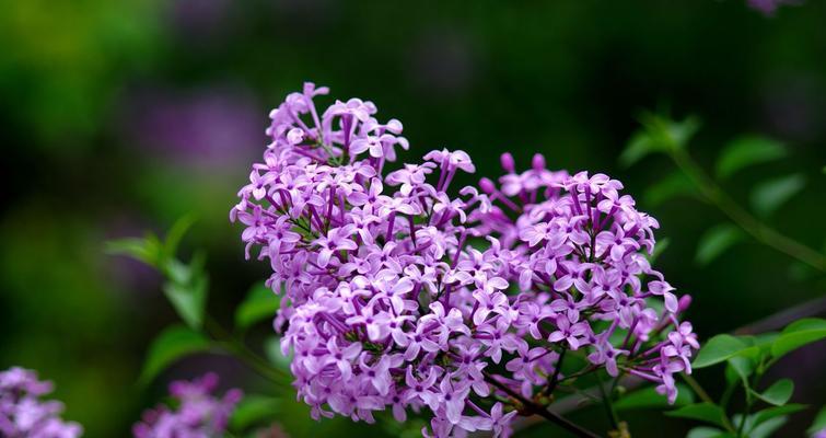 五瓣丁香花的含义与寓意（深情厚意）