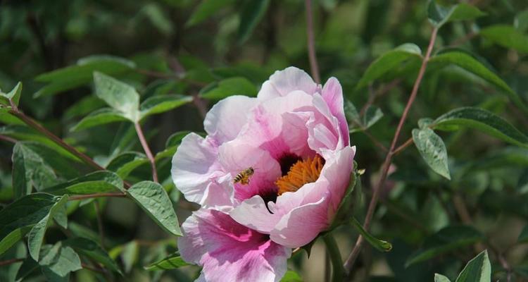 五月花——迎接盛夏的美丽盛宴（五月最具代表性的花卉及其花语）