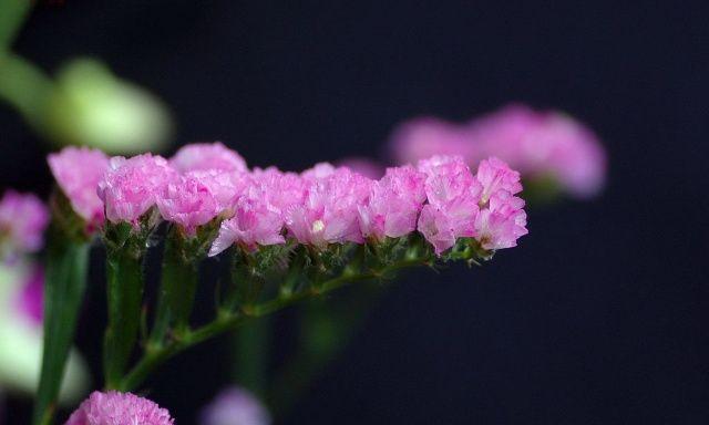 勿忘我花语及其美丽传说（勿忘我花语的寓意与传承）