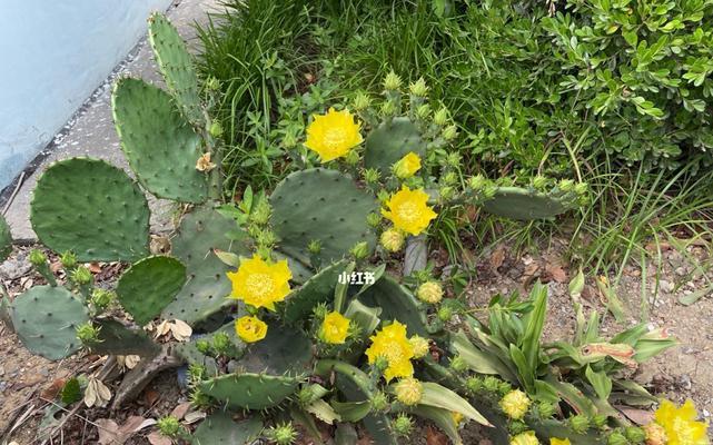 仙人掌开花的寓意（探索仙人掌开花的象征意义及生命力）