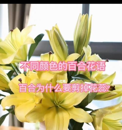 香水百合花语与寓意（追寻纯洁的美丽）