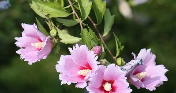 探寻香碗豆花的神秘花语（透过花语探寻香碗豆花的美味与神奇）