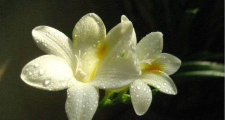 香雪兰的花语与美丽传承（花开古镇）