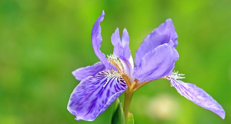 以笑靥花的花语传达快乐与开朗（展现笑脸迎人的魅力）