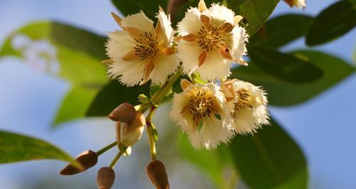 杏花古代别称的花语及寓意（绽放于春天的芬芳）