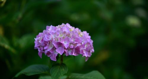 绣球花的花语与寓意（探究绣球花的文化内涵及象征意义）