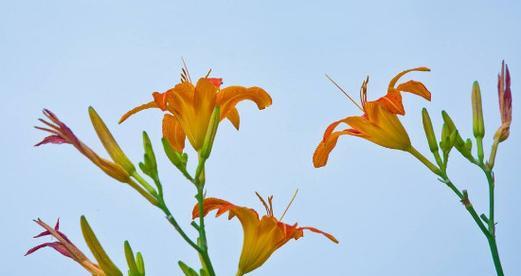 萱草花语和寓意（用萱草传达美好祝愿）