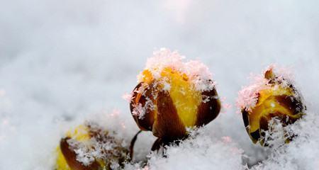 雪莲花花语（探寻雪莲花背后的深层意义）