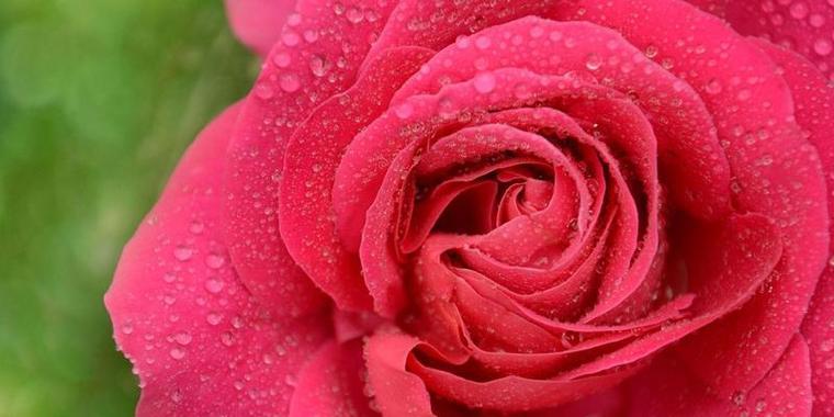 玫瑰花的花语与象征（用玫瑰花了解人类情感）