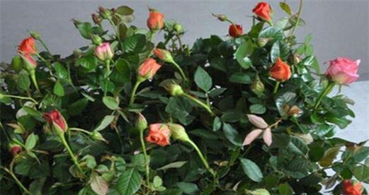 玫瑰花黄叶病的原因与治疗（预防与治疗玫瑰花黄叶病的最佳方法）