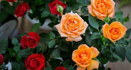 四季玫瑰花的浇水方法（春夏秋冬怎么浇水最佳浇水时间是什么）