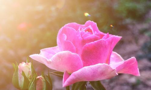 玫瑰花的晒太阳技巧（揭秘玫瑰花的阳光需求与养护方法）