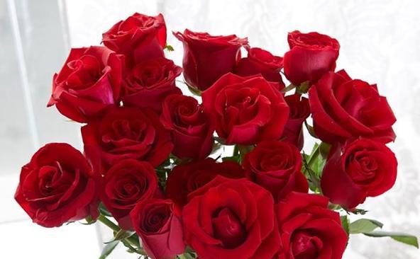 如何选择最优秀的玫瑰品种（从颜色、花型、香味等方面综合考虑）