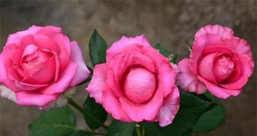 如何选择最优秀的玫瑰品种（从颜色、花型、香味等方面综合考虑）