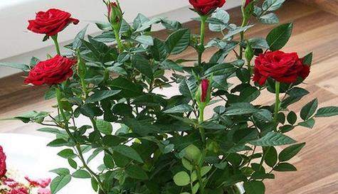 玫瑰花的生长条件和特点（玫瑰花的生长环境条件）