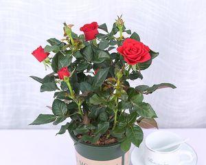 玫瑰花的生长条件和特点（玫瑰花的生长环境条件）