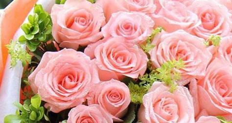 如何选择最适合你的玫瑰花品种（花语浅析——选择合适的玫瑰花品种）