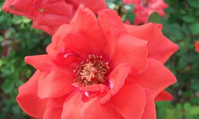 热恋花海丨揭秘玫瑰花是哪个市的市花（探寻“花城”之谜）