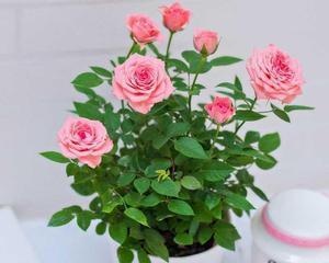 玫瑰花——美丽的花卉之王（探秘玫瑰花的植物特性与分类）