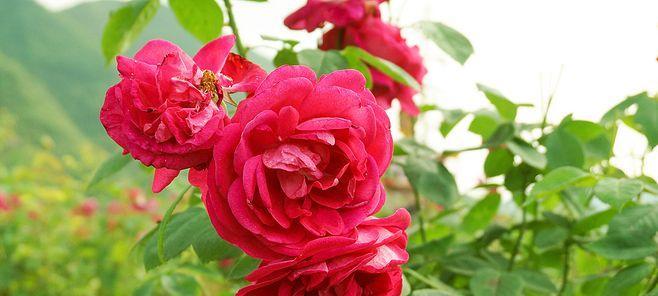 玫瑰花的性质及特征——完全花还是不完全花（揭开玫瑰花的奥秘）