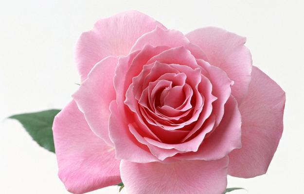 玫瑰花的性质及特征——完全花还是不完全花（揭开玫瑰花的奥秘）