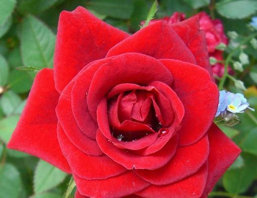 玫瑰花：优美多姿的植物