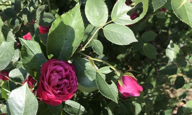 玫瑰花：优美多姿的植物