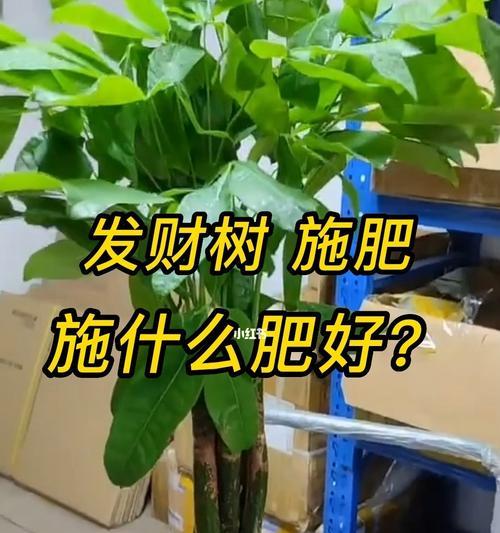 玫瑰花喜肥，如何选择适合的肥料（玫瑰花肥料选择全攻略）